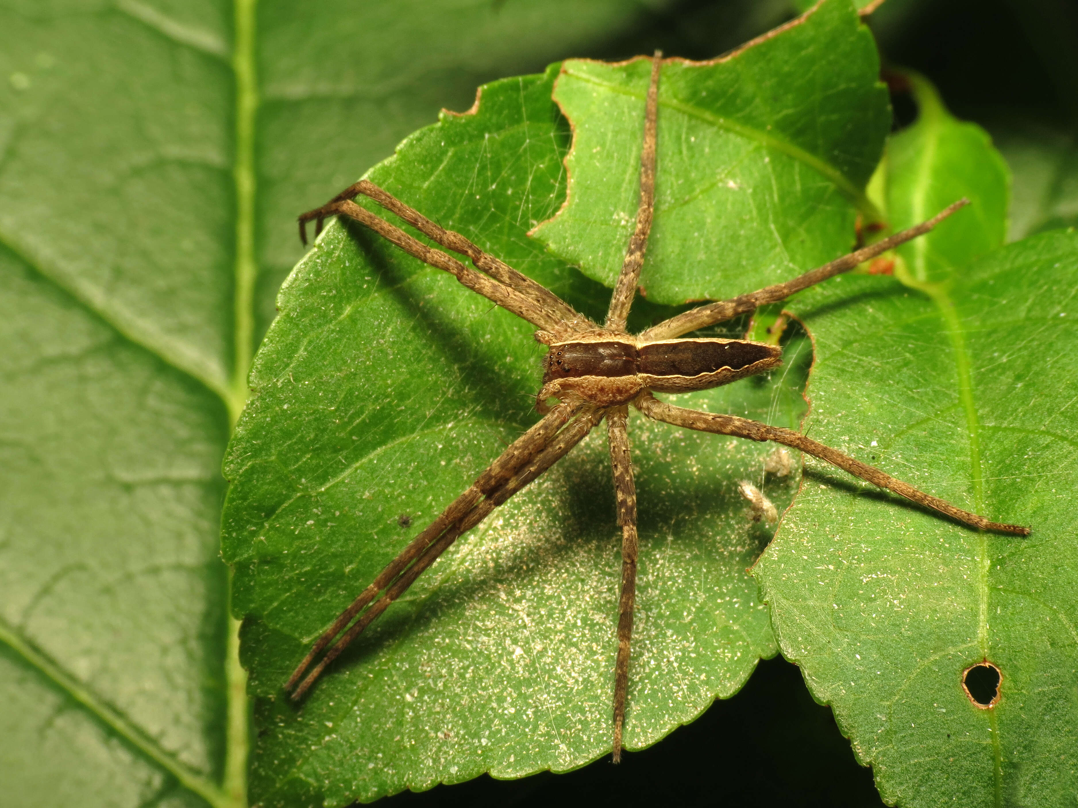 Image of Nursery Web Spider