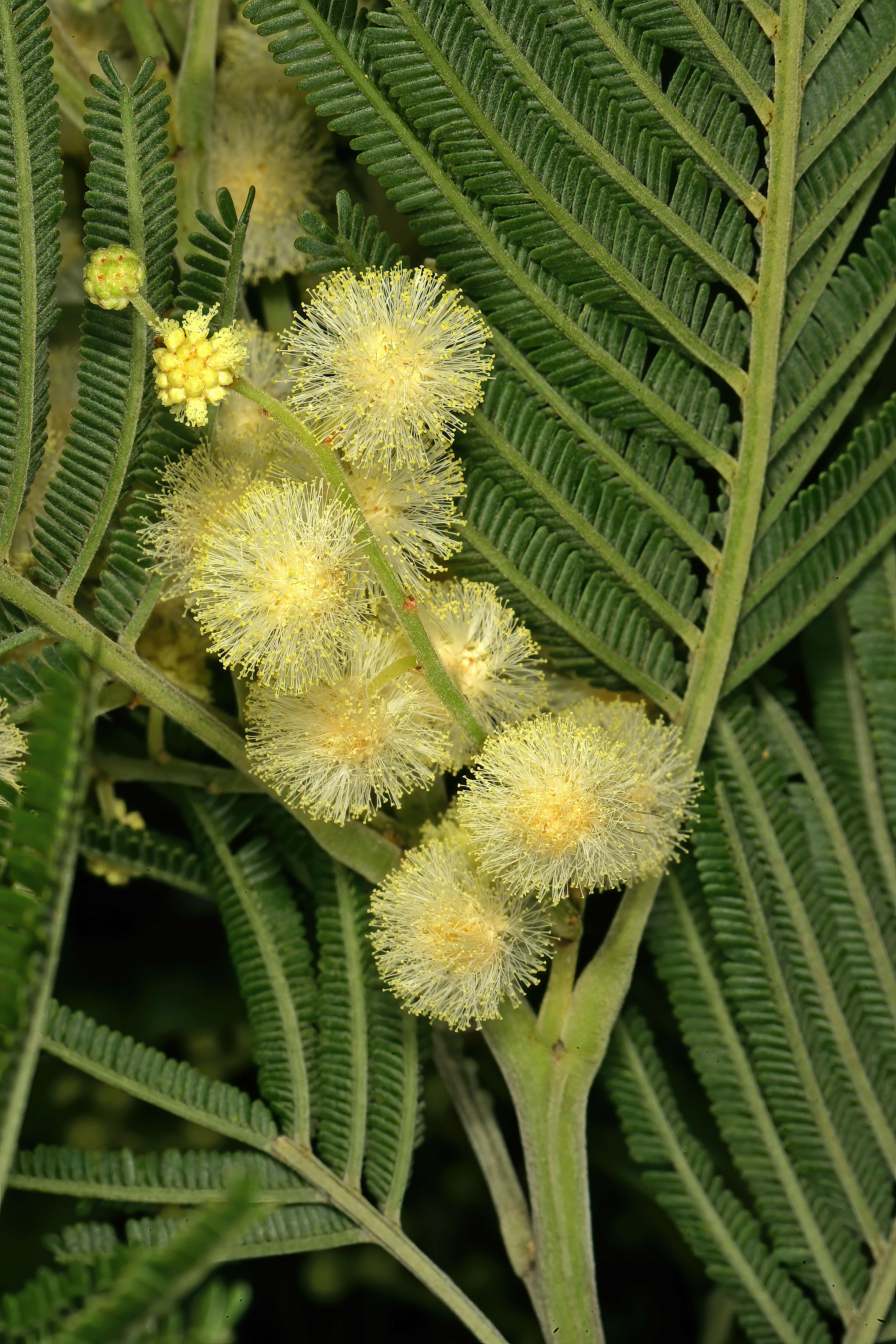 Image of black wattle