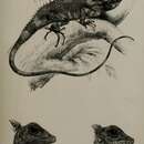 Sivun Lophocalotes ludekingi (Bleeker 1860) kuva