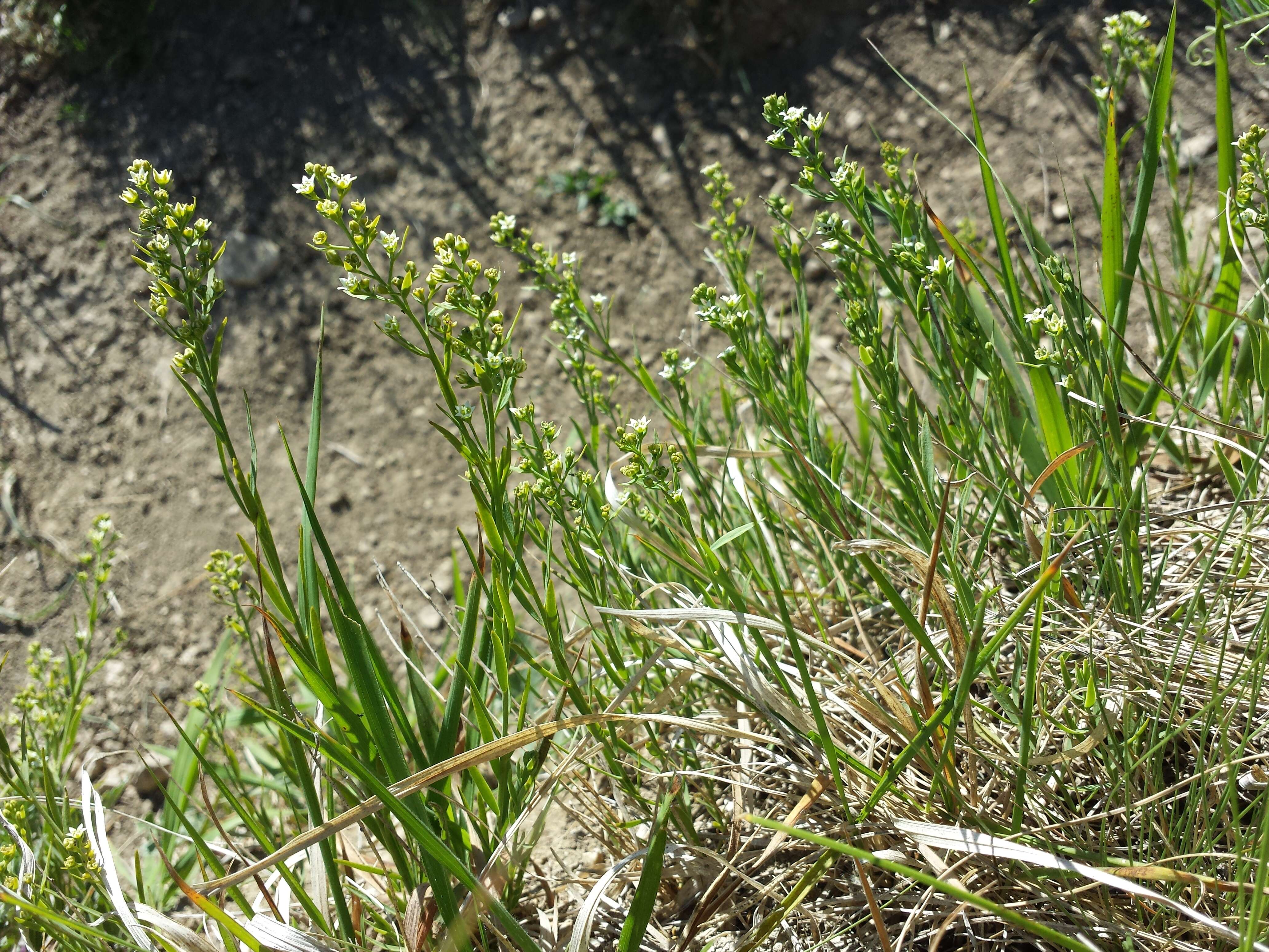 Image de Thesium linophyllon L.