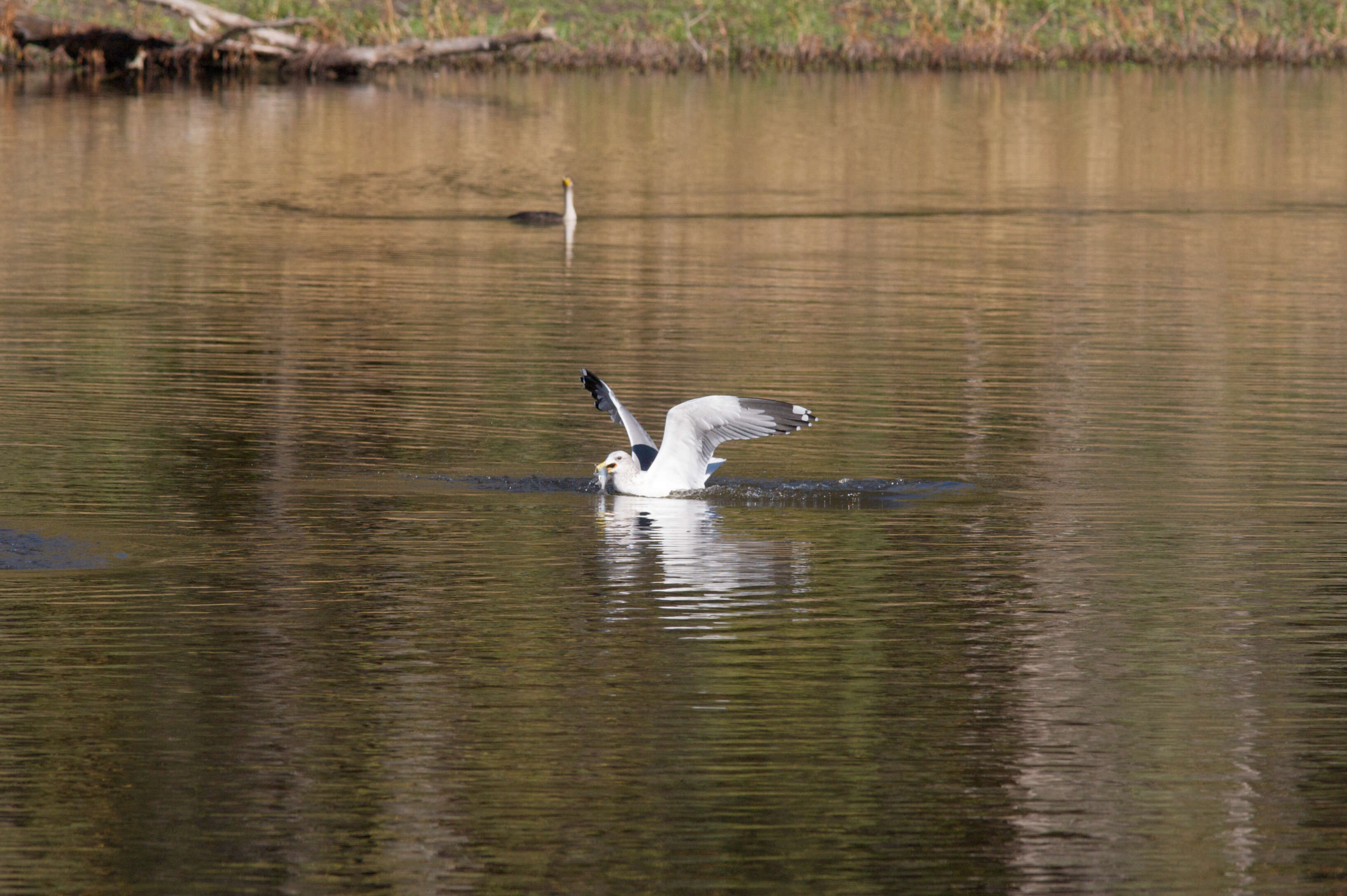 Image of California Gull