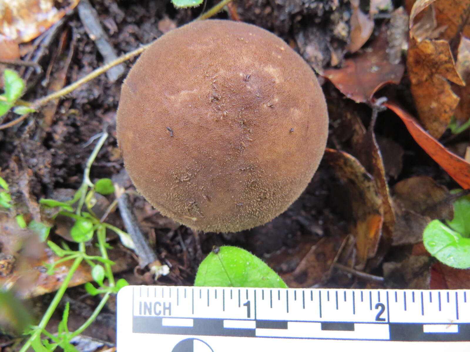 Image of Lycoperdon umbrinum Pers. 1801