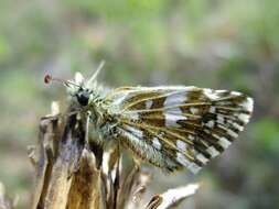 Image of Grizzled skipper