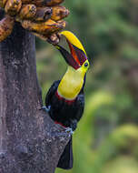 Image of Chestnut-mandibled Toucan