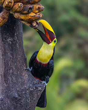 Image of Chestnut-mandibled Toucan