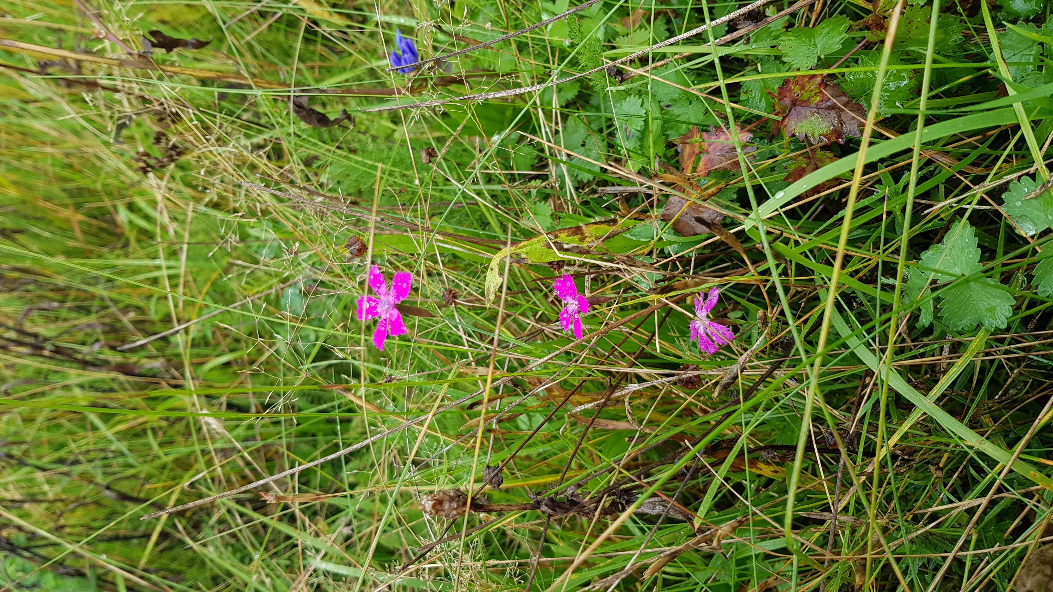 Image of maiden pink