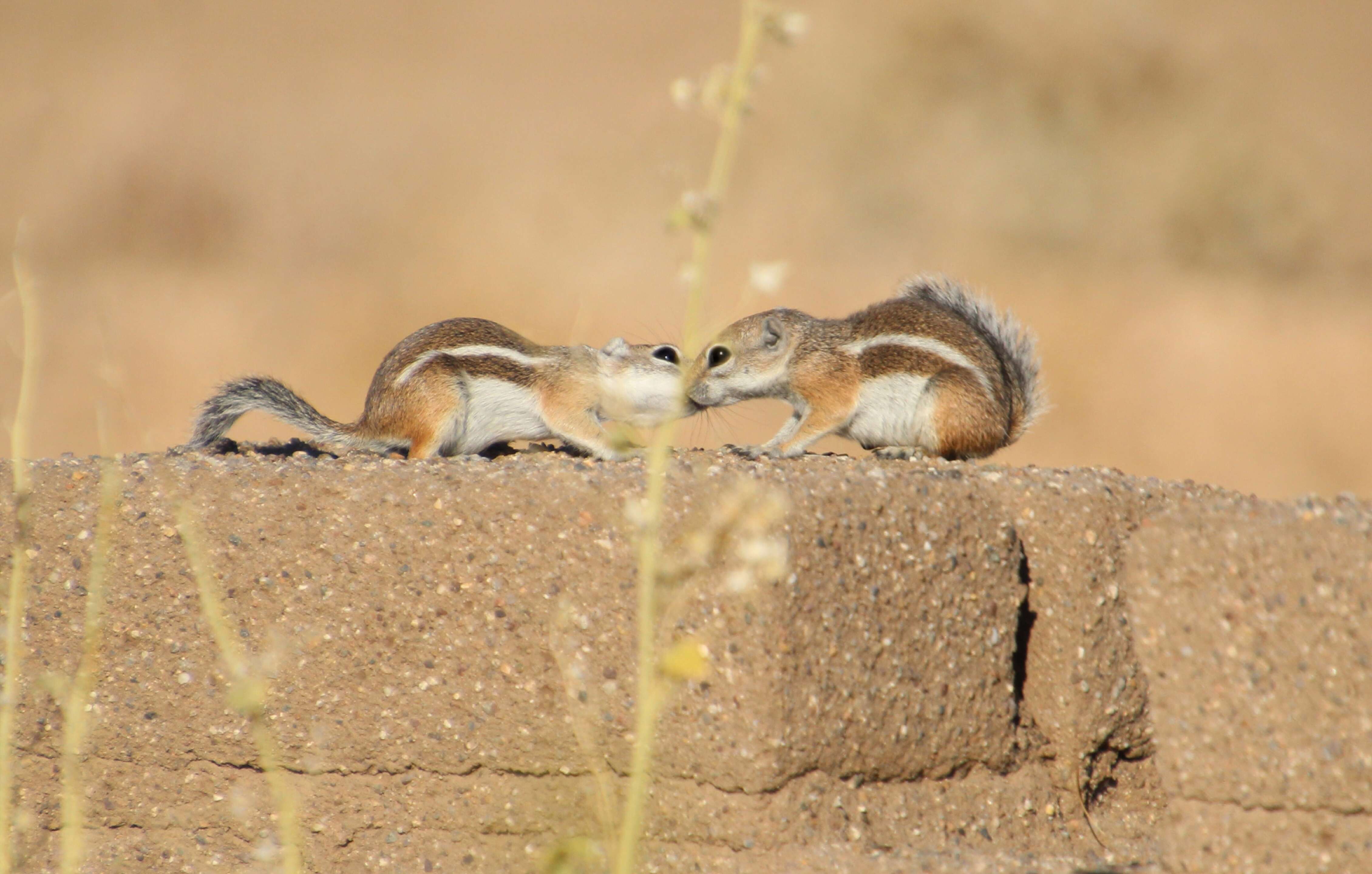 Image of white-tailed antelope squirrel