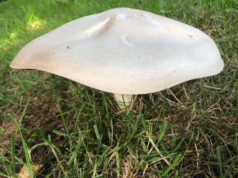 Image of Agaricus arvensis Schaeff. 1774