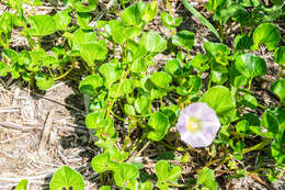 Plancia ëd Calystegia soldanella (L.) R. Br.