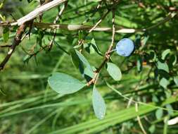 Image of alpine bilberry