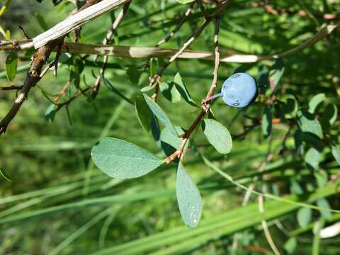 Image of alpine bilberry