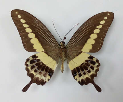 صورة Papilio demolion Cramer (1776)