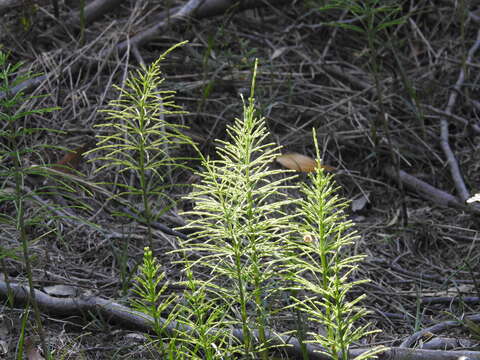 Image of field horsetail