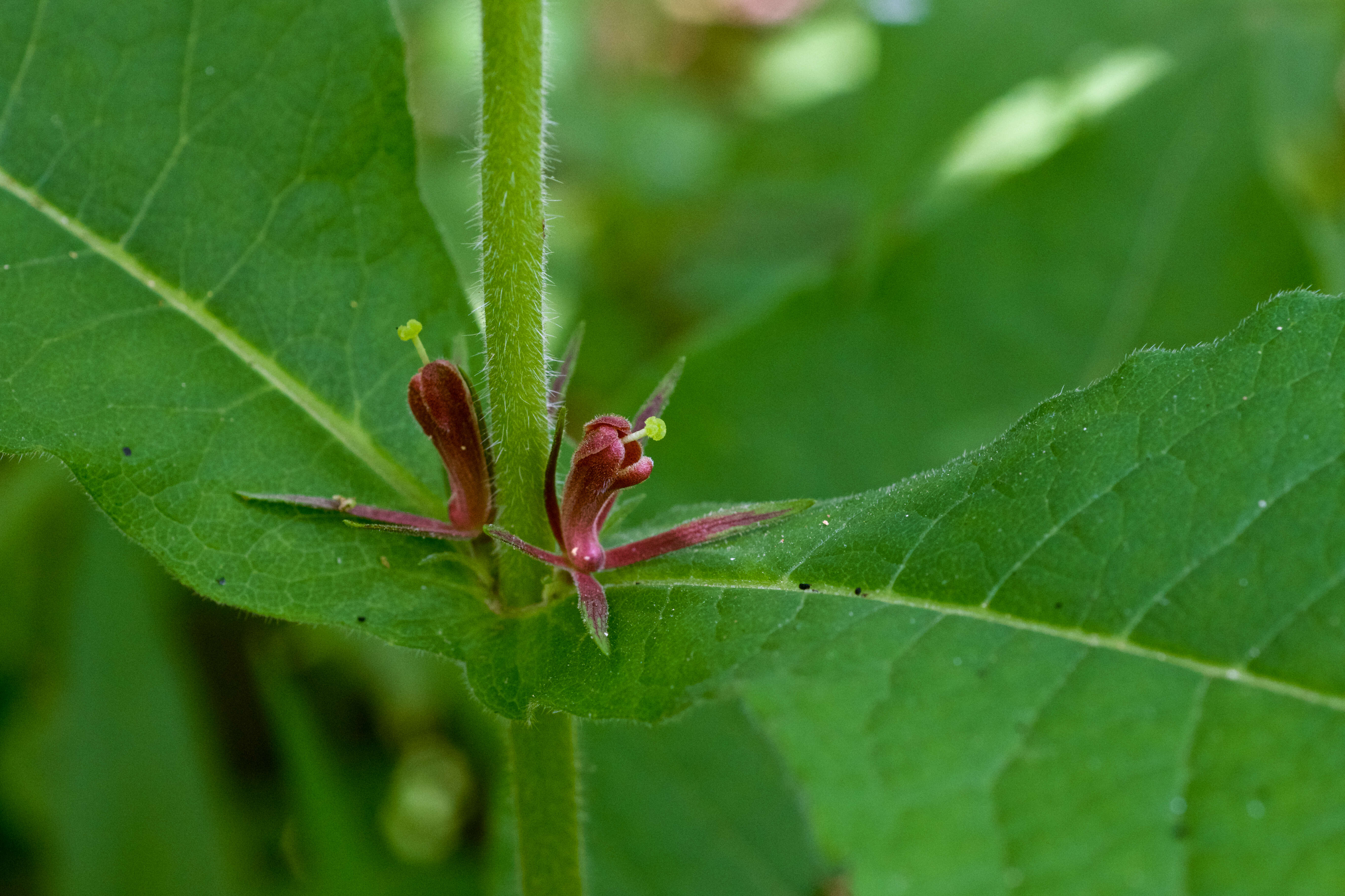 صورة Triosteum perfoliatum L.