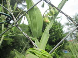 Image of Everlasting pea