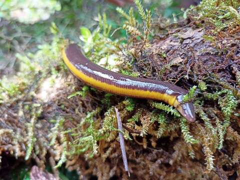 Plancia ëd Ichthyophis beddomei Peters 1880