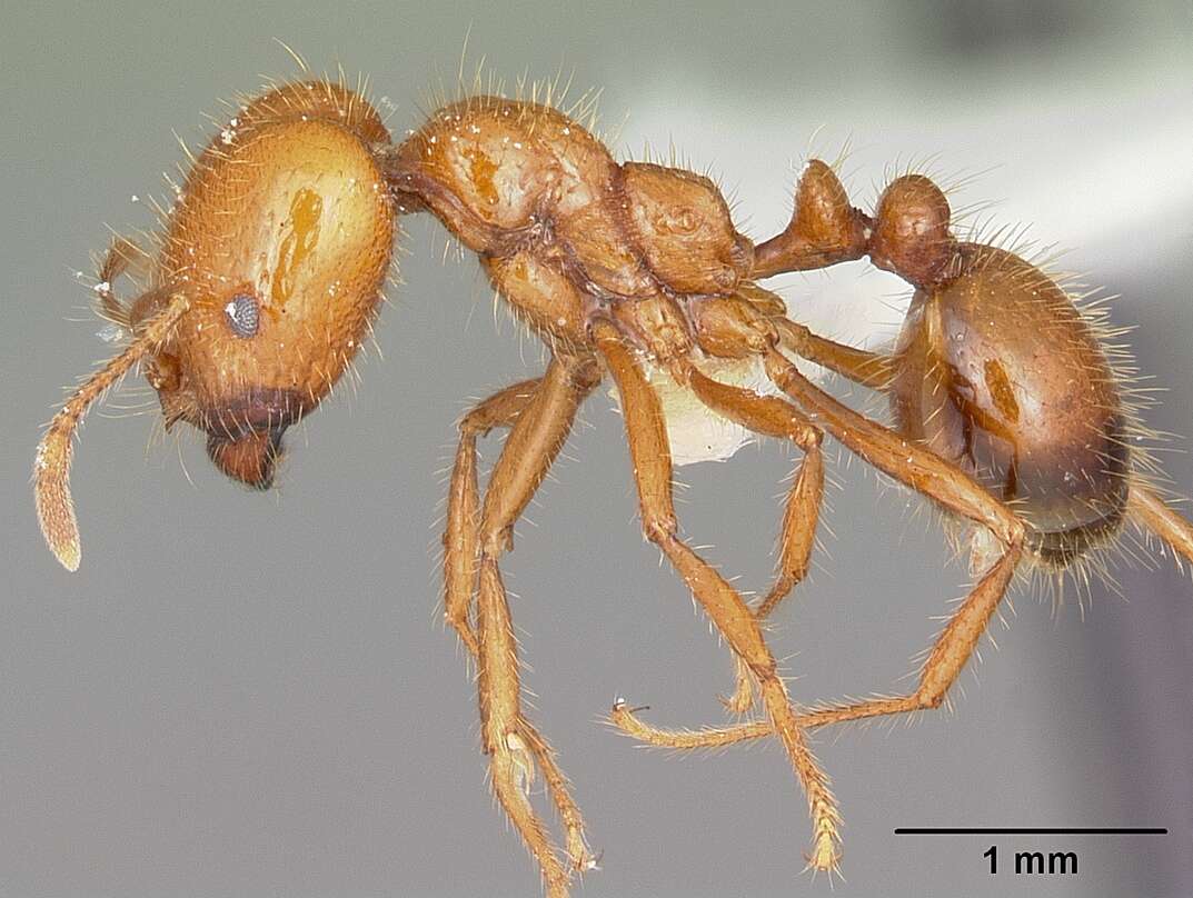 Solenopsis geminata (Fabricius 1804) resmi