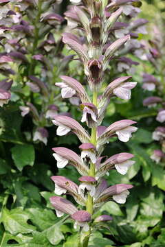 Image of Acanthus hungaricus (Borbás) Baenitz