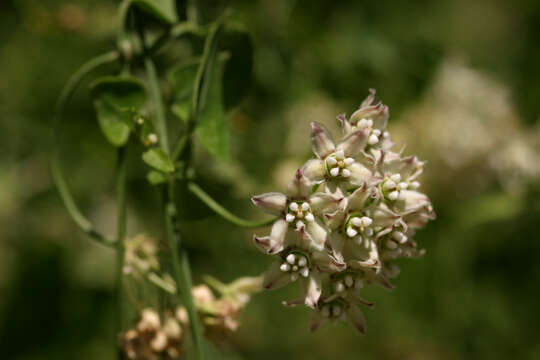 Imagem de Funastrum cynanchoides (Decne.) Schltr.