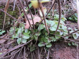 Image of oregano