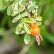 Rosa sericea Lindl. resmi