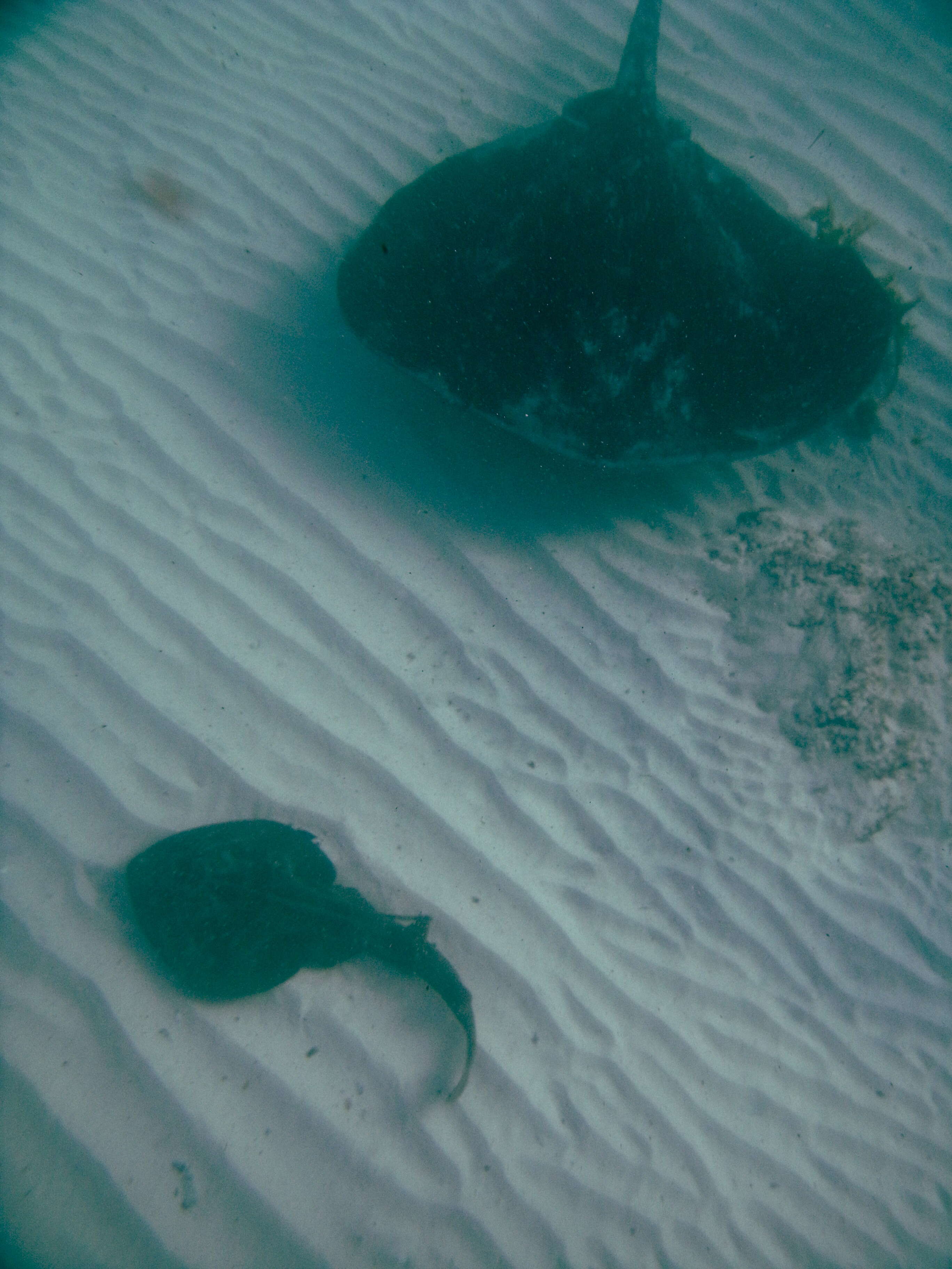 Image of Black Stingray