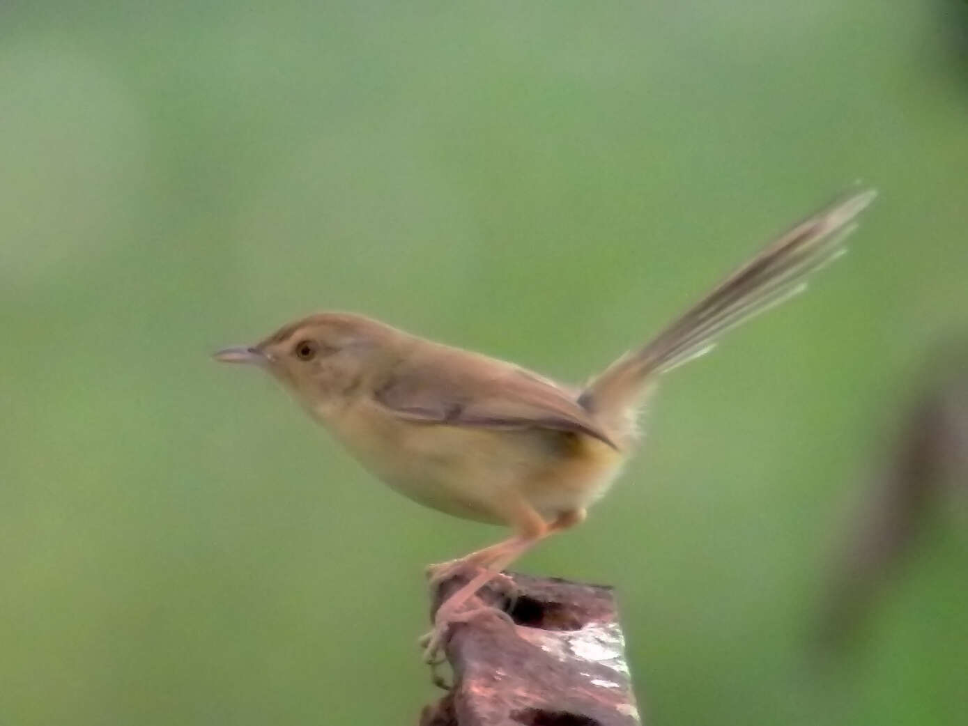 Imagem de Prinia flaviventris (Delessert 1840)