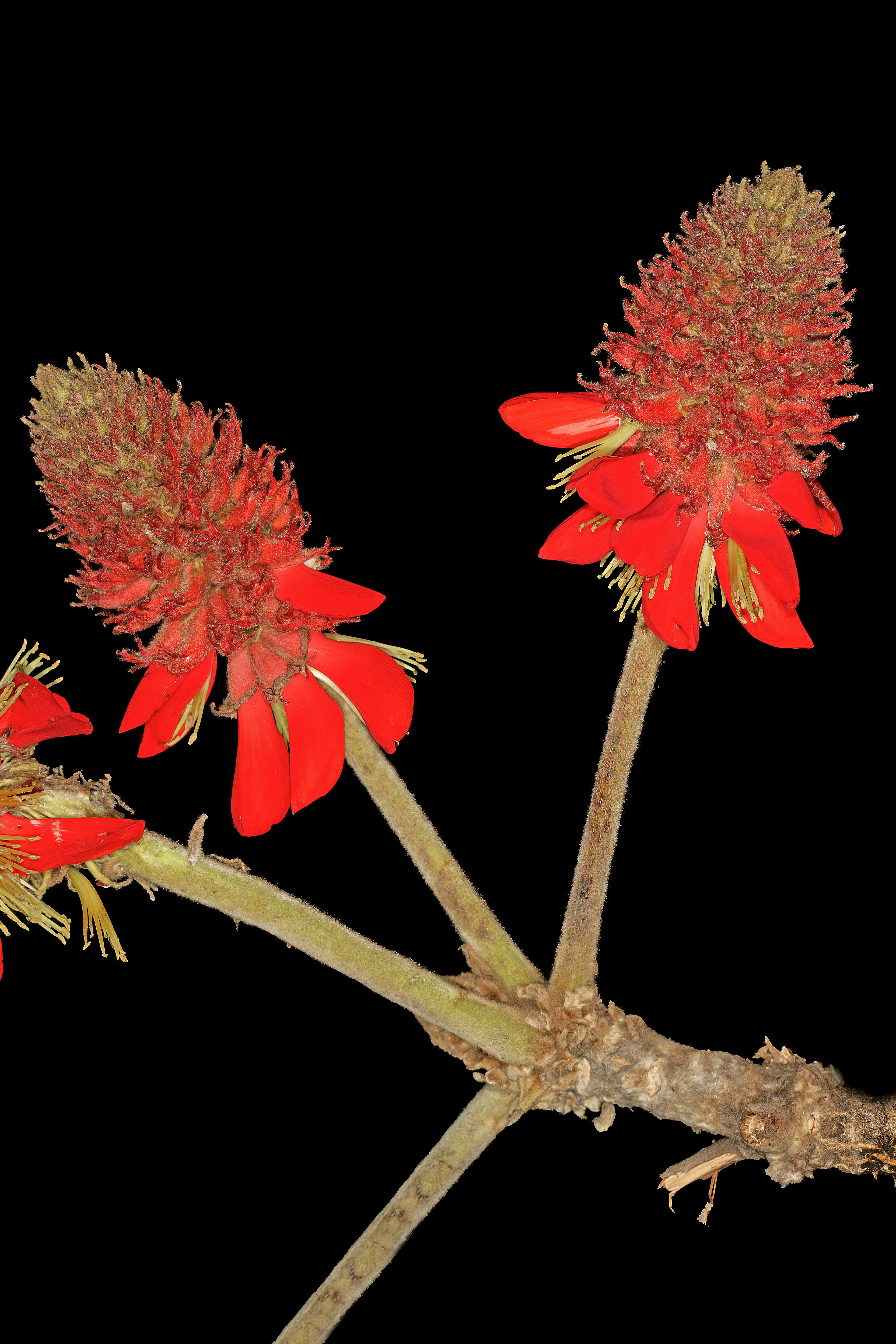 Слика од Erythrina latissima E. Mey.