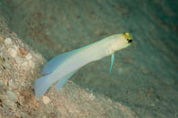 Image of Yellowhead Jawfish