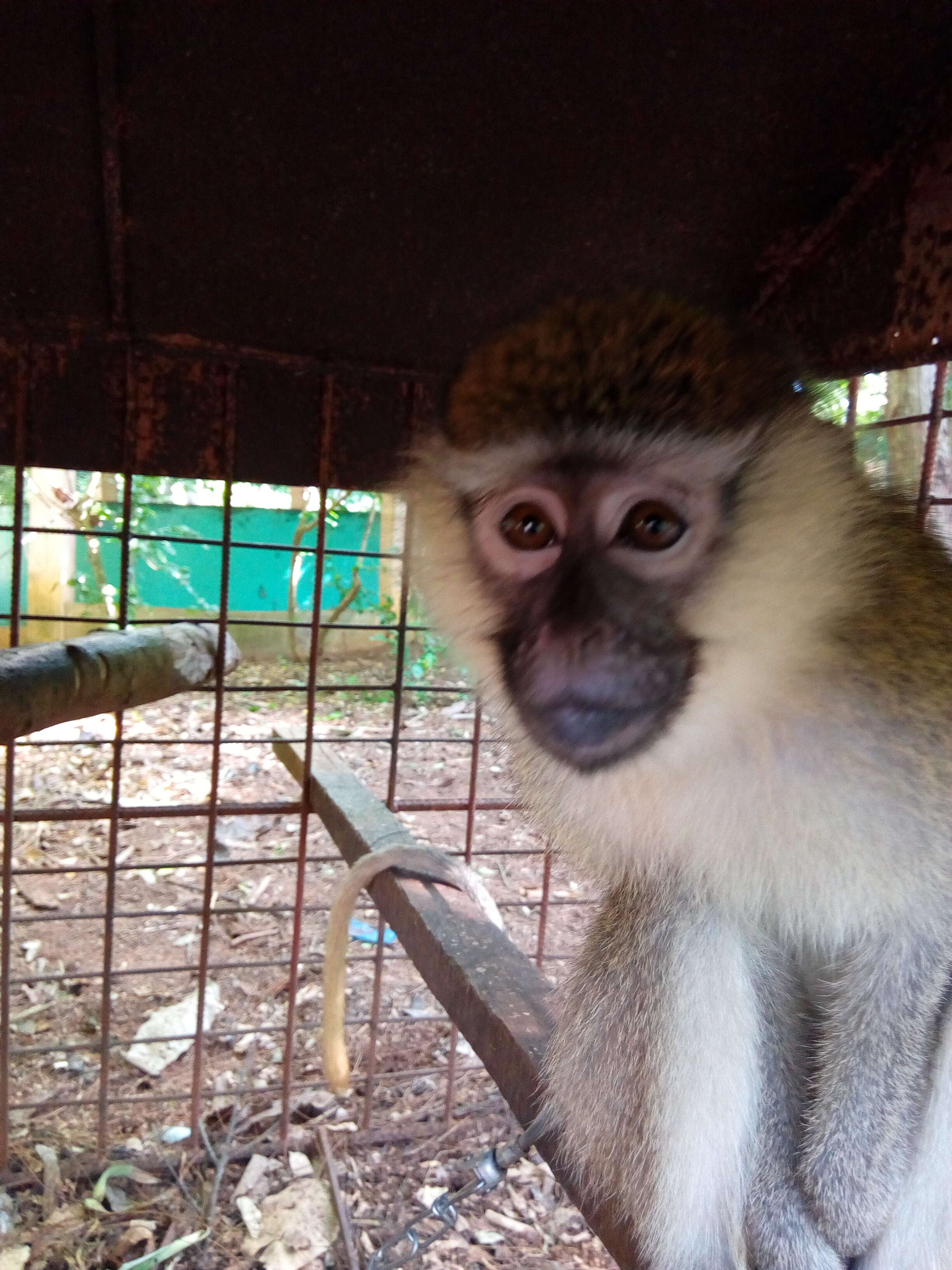 Image of Tantalus Monkey