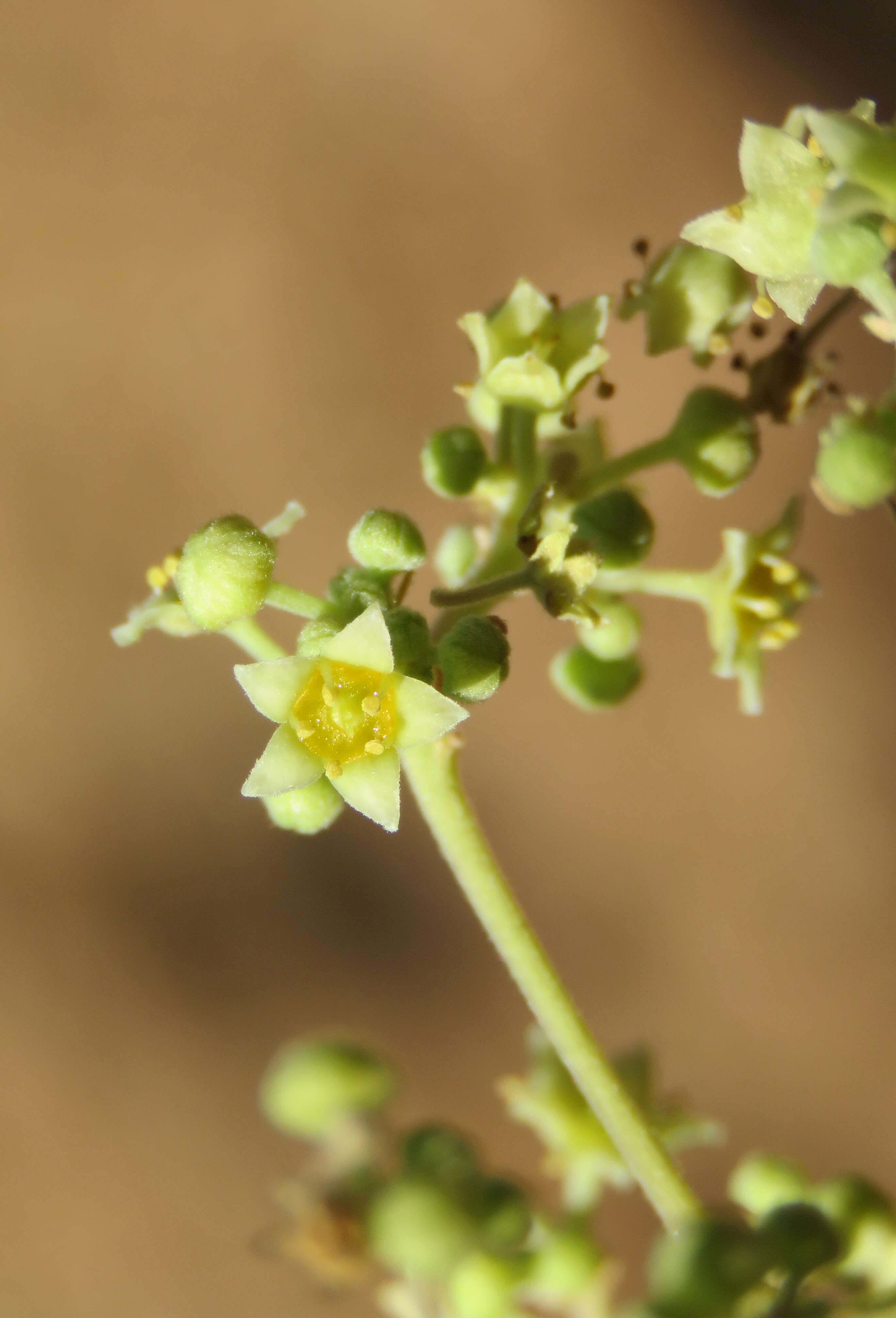 Image of Ziziphus rugosa Lam.