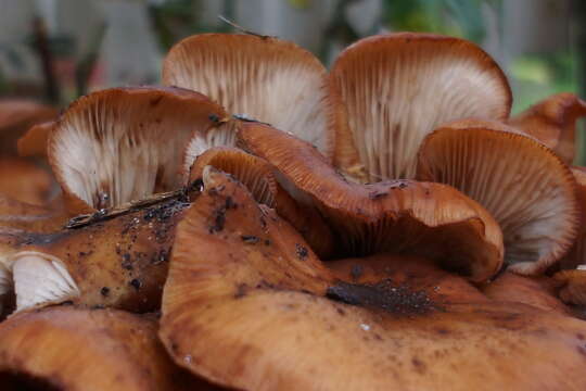 Image of Pleurotus