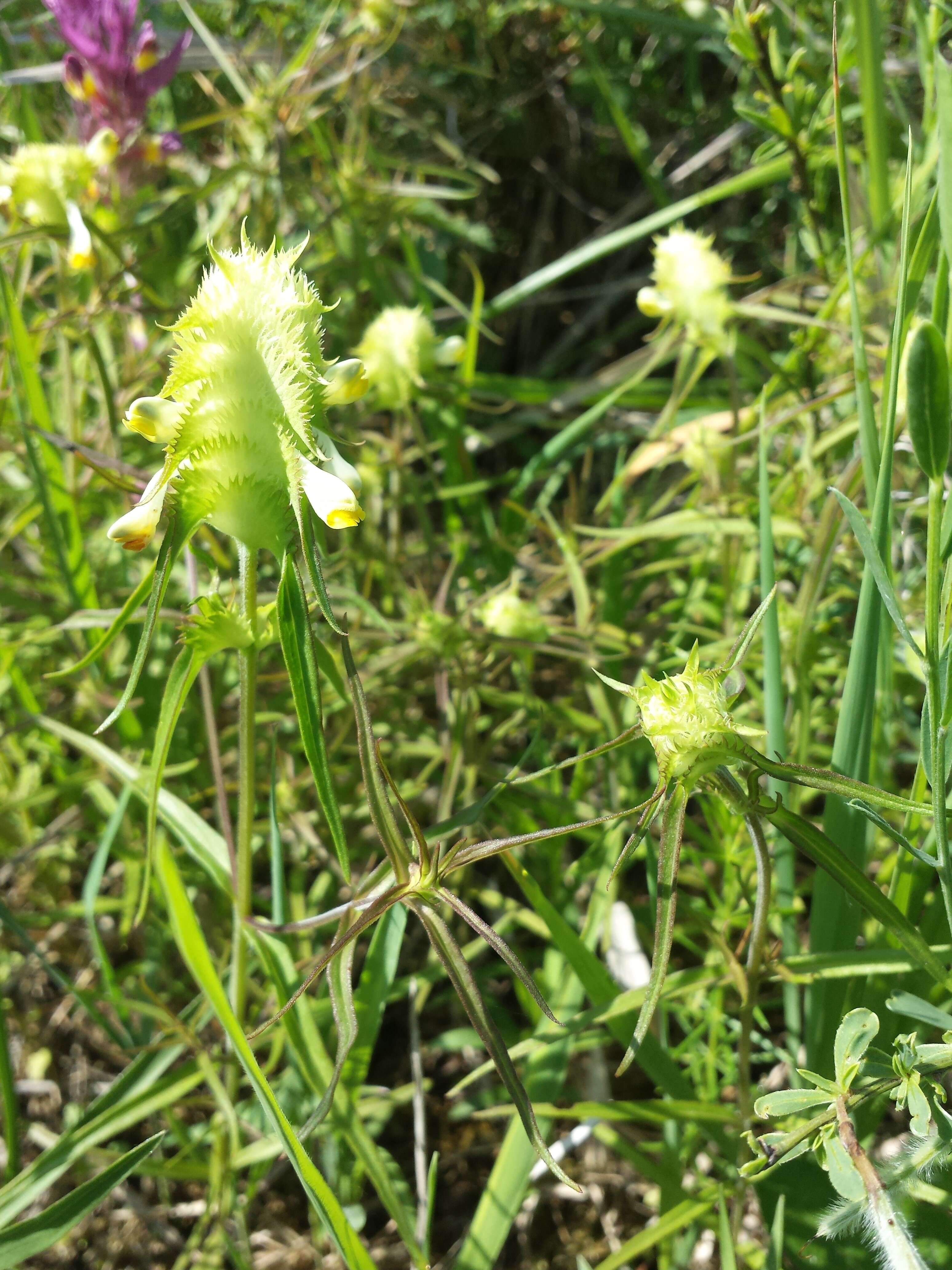 Image of Crested Cow-wheat