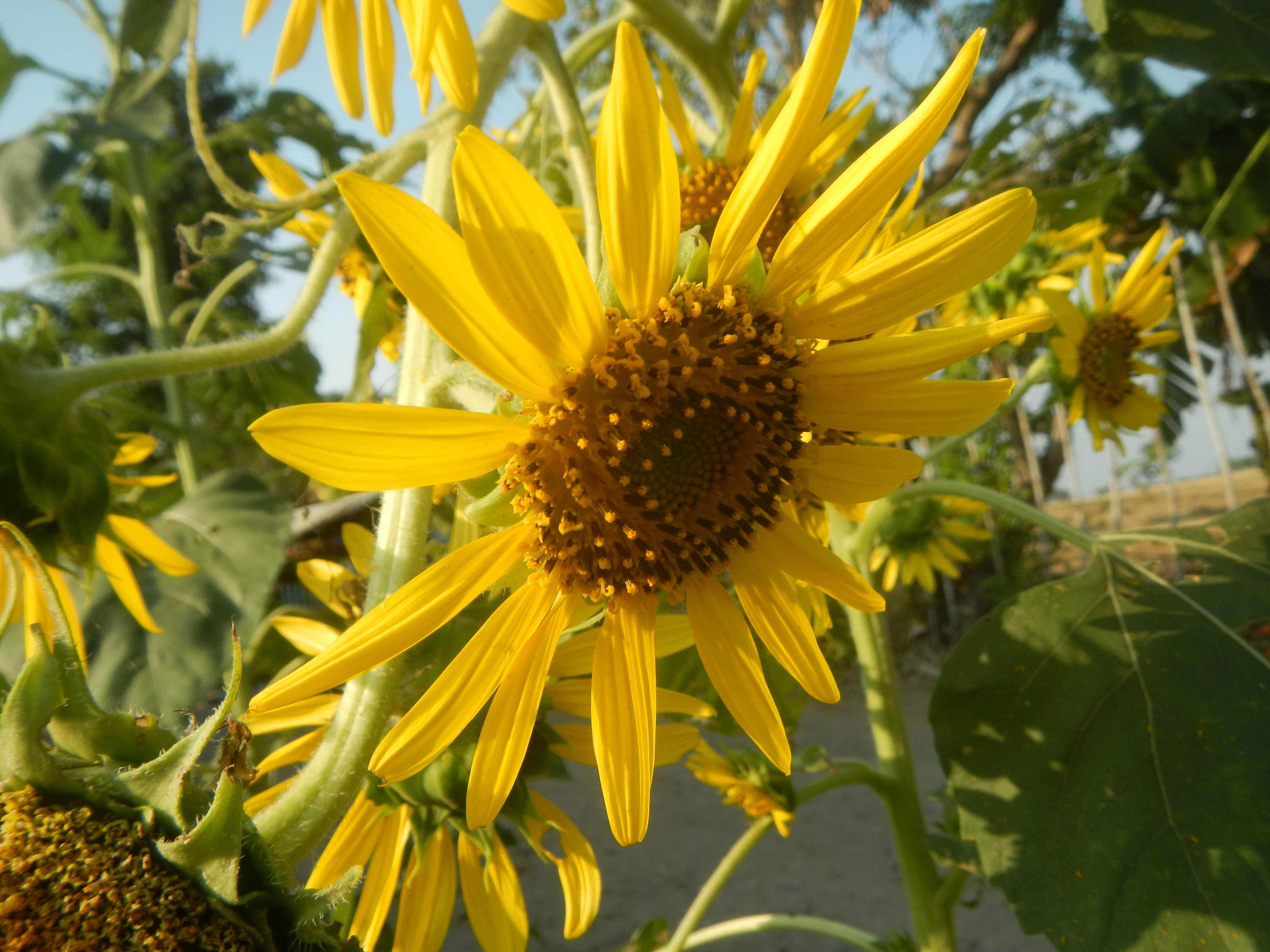 Image of common sunflower