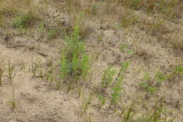 Image of Cuman ragweed