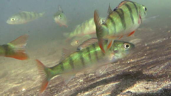 Image of Perch