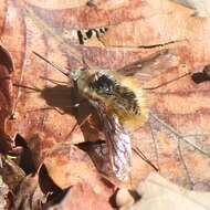 Image of Large bee-fly