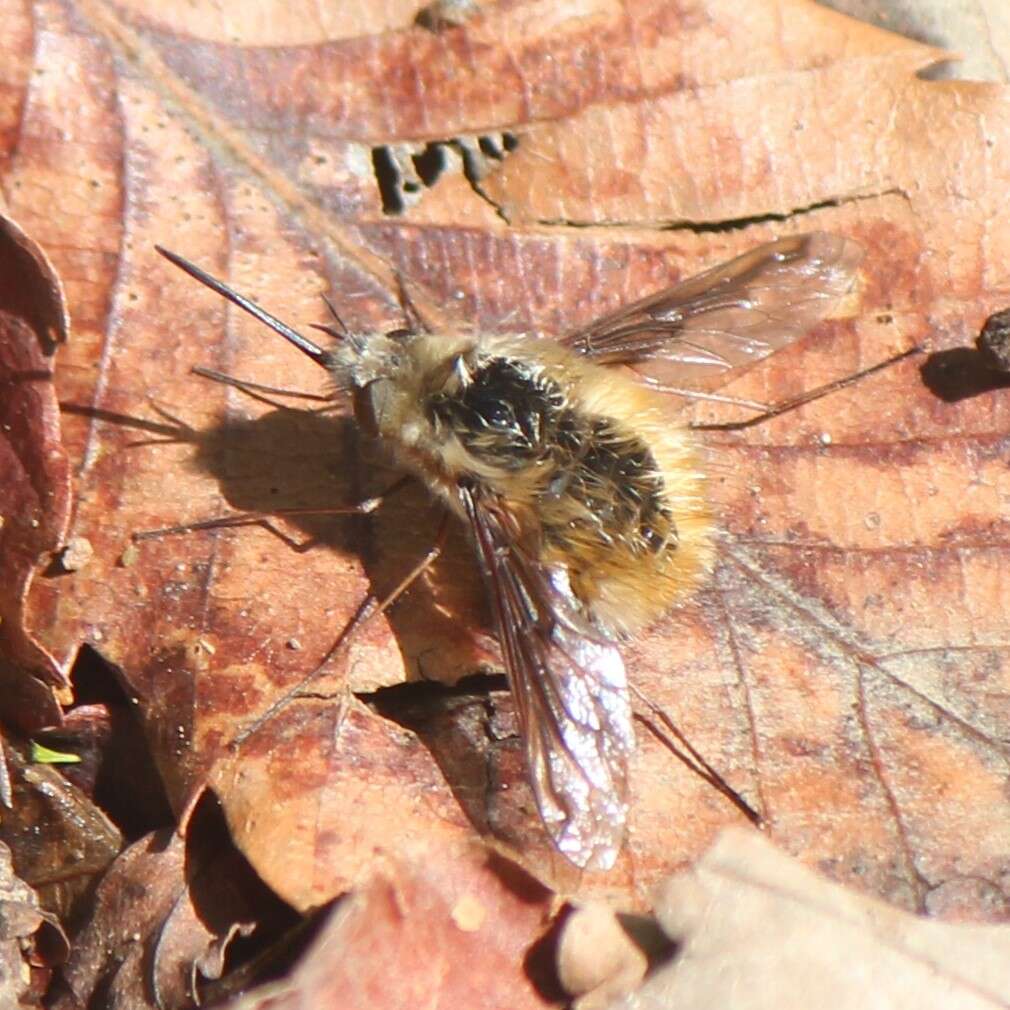 Image of Large bee-fly