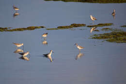 Image of Marsh Sandpiper