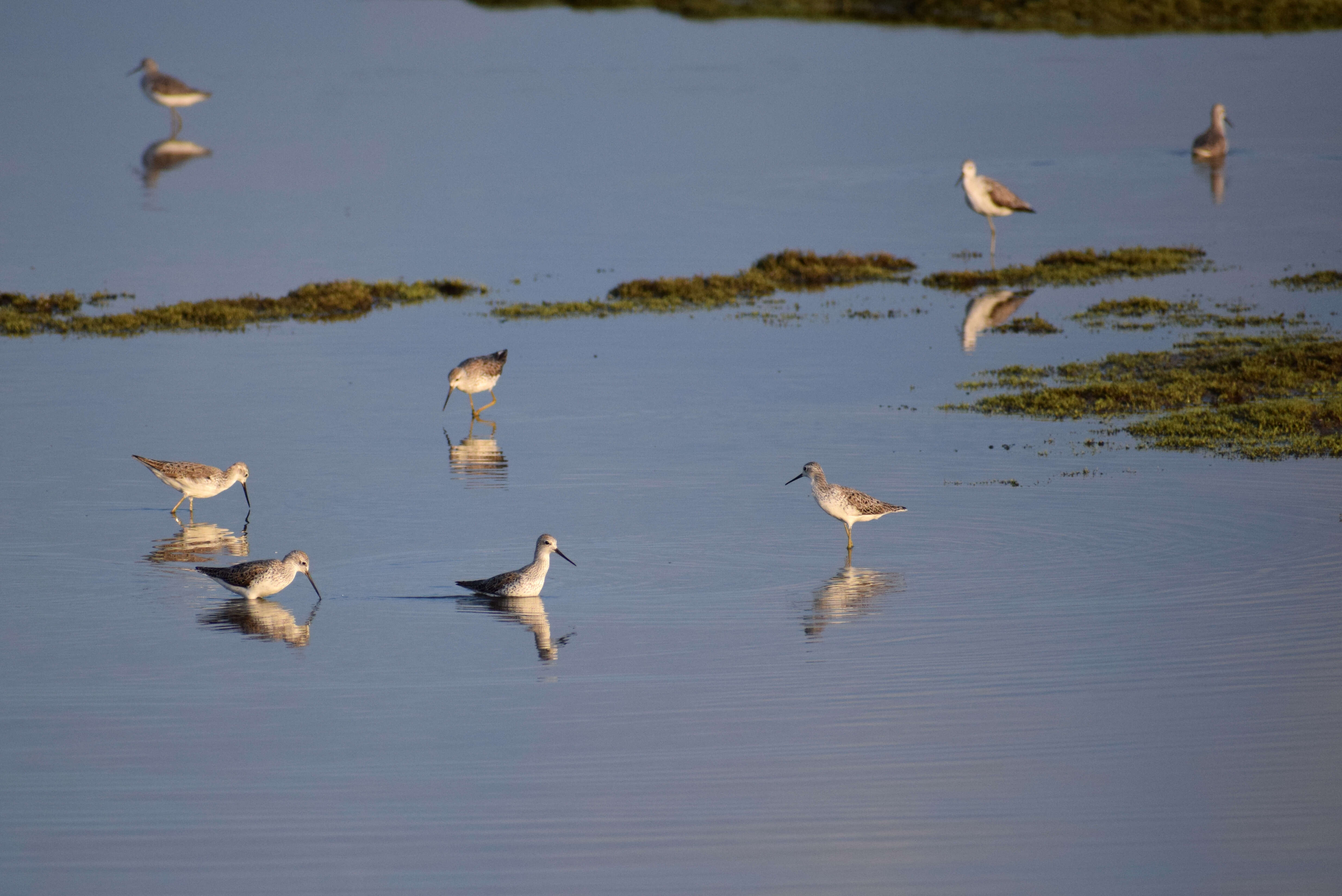 Image of Marsh Sandpiper