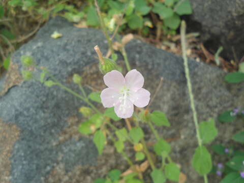 Imagem de Hibiscus hirtus L.