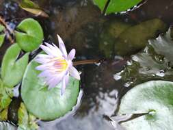 Image of Pygmy Water-Lily