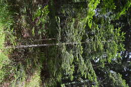 Image of Silver Fir