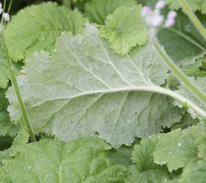 Image of Baby primula