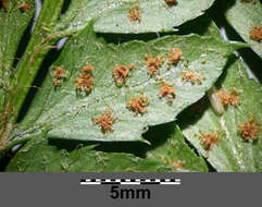 Image of hard shield-fern