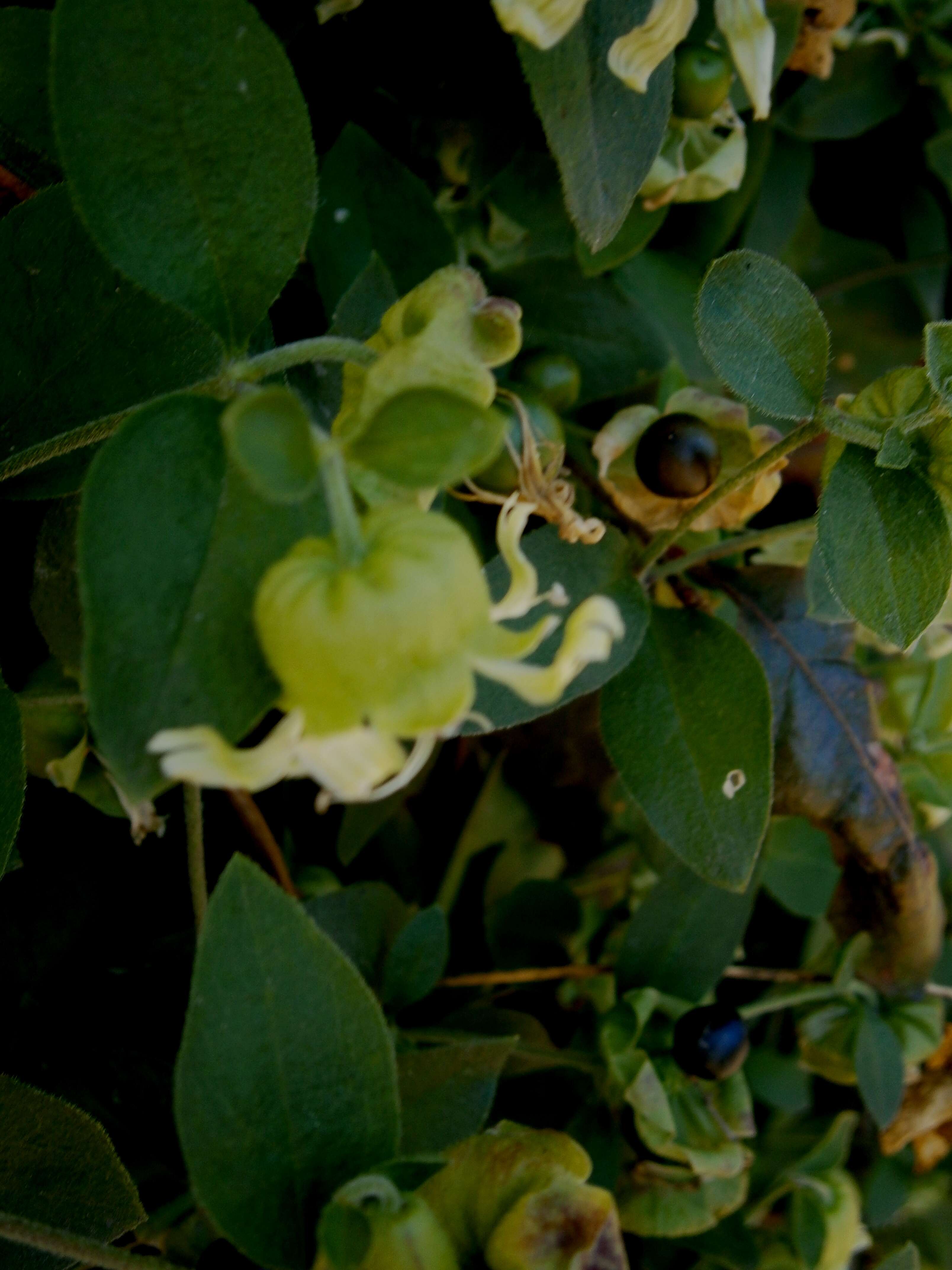 Imagem de Silene baccifera (L.) Roth