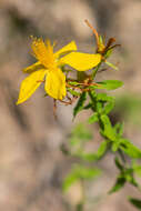 Image of spotted St. Johnswort