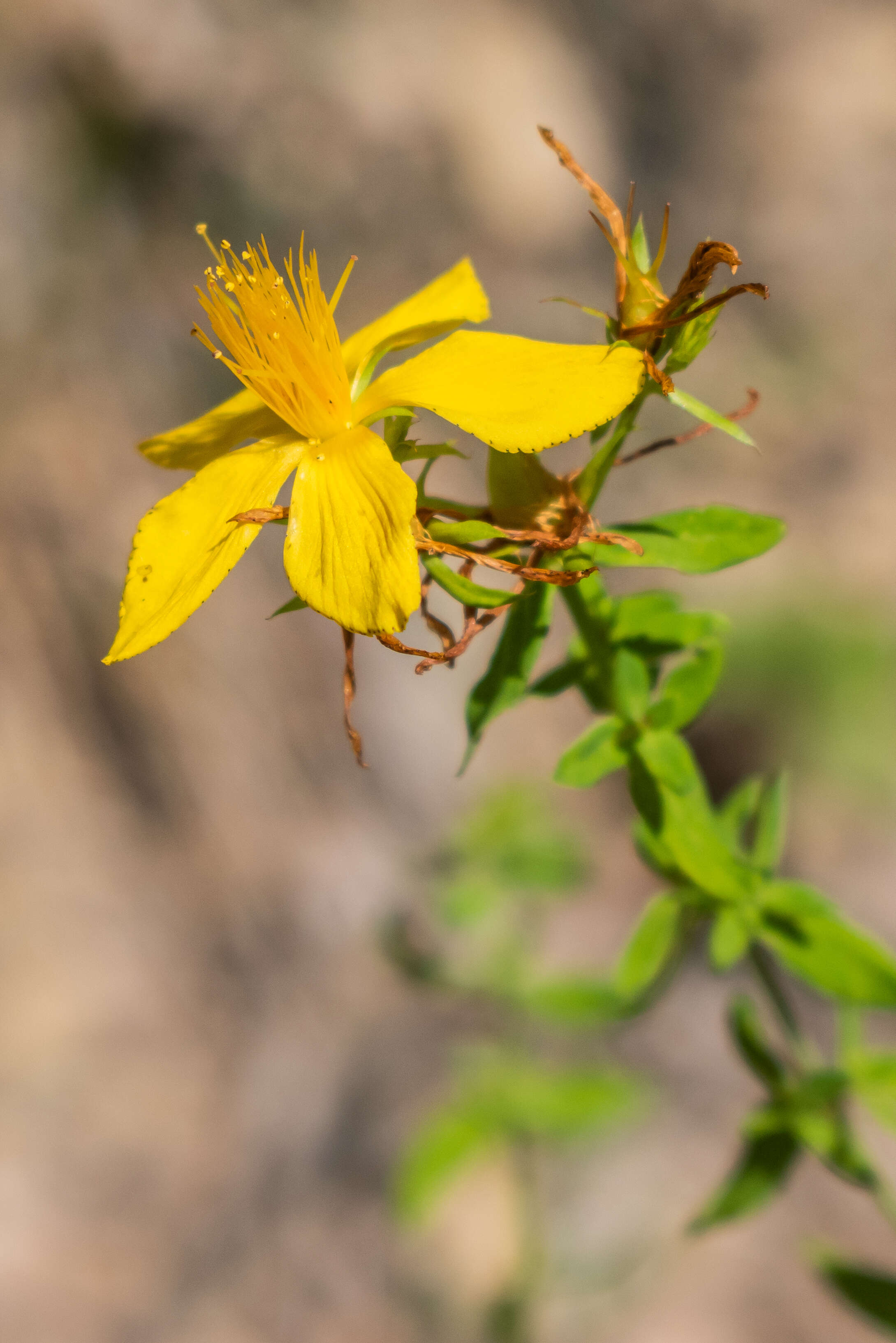 Image of spotted St. Johnswort