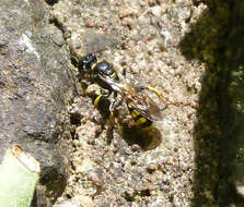 Plancia ëd Crossocerus quadrimaculatus (Fabricius 1793)