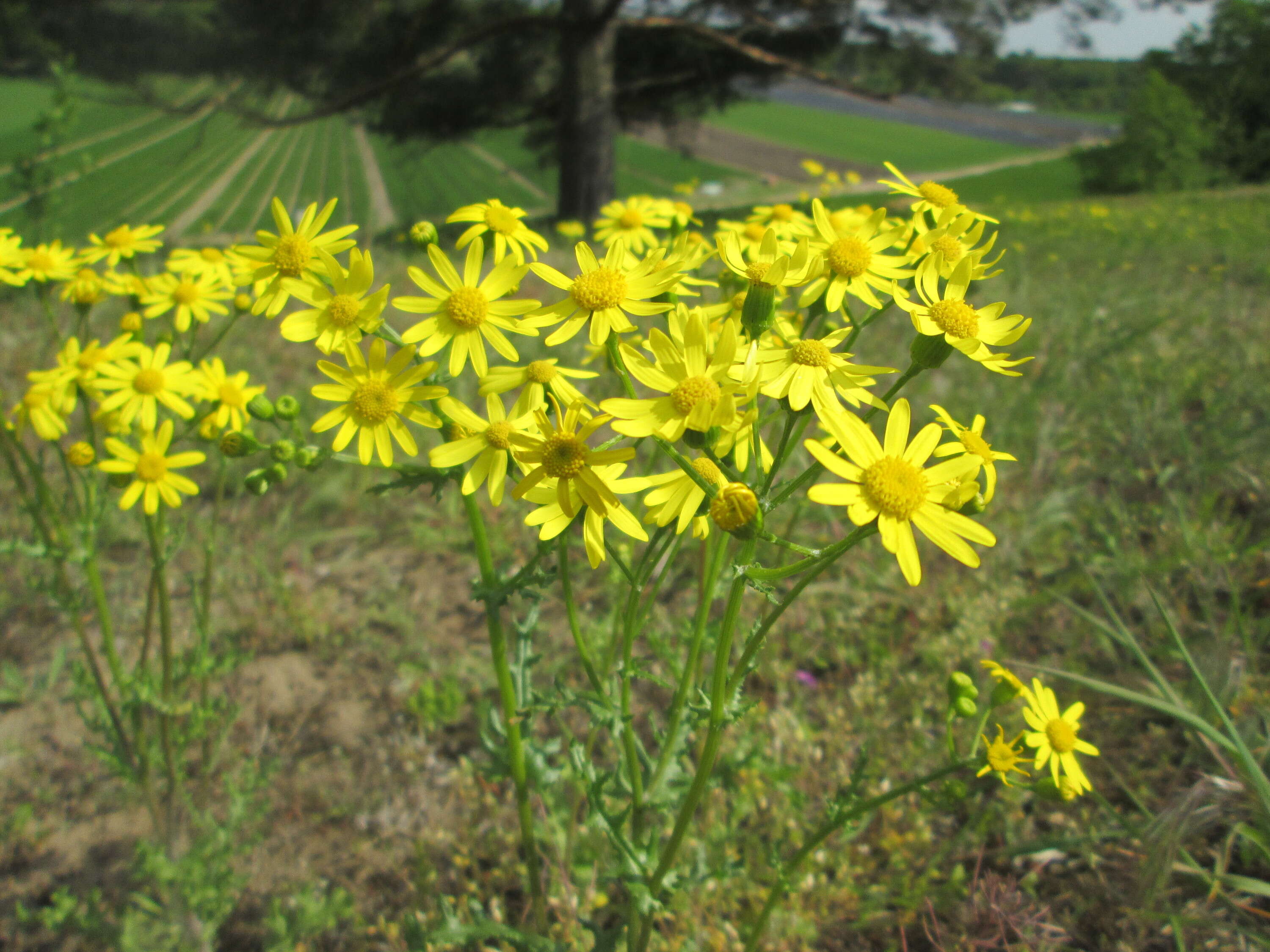 Image of eastern groundsel